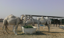 A research team of School of Public Health, Li Ka Shing Faculty of Medicine, HKU, in collaboration with international research teams from Egypt and USA, has found Middle East respiratory syndrome coronavirus (MERS-CoV) in dromedary camels in Egypt is almost identical to those found in human cases, which means dromedary camels can be a potential source of human infection.
