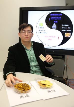 Chinese herbs with Berberine. The active ingredient is noted to have the effect of triggering the "browning" of white fat. Dr Wong's research team will look into its relation with Zfp516 protein.