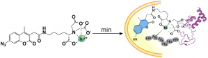 The fluorescent probe can rapidly cross the cell membrane in minutes and emit blue fluorescence only after labeling the target protein in cells. Hence, any actions that cause the movement of proteins in cell can be closely monitored.