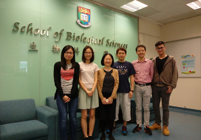 Dr. Tan-Un and her her research team ( from left): Dr. Law Pui-pik (co-author of paper, former HKU-Imperial College London Joint PhD student), Dr. So Mei-yu, Dr. Tan-Un Kian Cheng (correspondent and lead author of paper), Chan Siu-kei (lab technician), Dr. Tian Zhipeng (co-author of paper) and Dr. Tam Kin-tung (first author of the paper).
