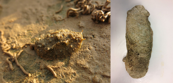 Figure 8 (left) and Figure 9 (right) Around 20 marine species have their species named after Hong Kong – these are two examples: Onchidium hongkongense (left) and Crassostrea hongkongensis (right) (Photo credits: Dr Cynthia Yau (left) and Ms Ginger Ko (right))