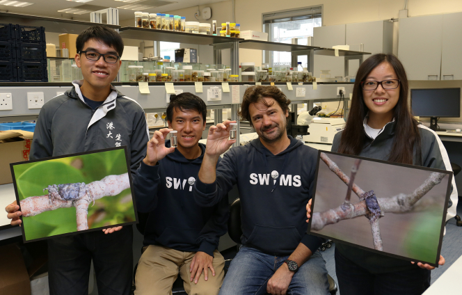 (from left): Year 4 undergraduate student Mr Steven Wong Ho-tin, School of Biological Sciences Associate Professor Dr Stefano Cannicci, Dr Kevin Ho King-yan from SWIMS and Research Assistant Miss Cherry Cheung Cheuk-yiu. Stefano and Kevin display the male and female specimens of Haberma tingkok respectively.