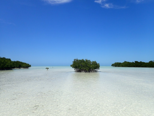 Image 2. Mangroves are amongst the most valuable of natural ecosystems, supporting coastal fisheries and biodiversity. (Photo courtesy:Nicole Khan)