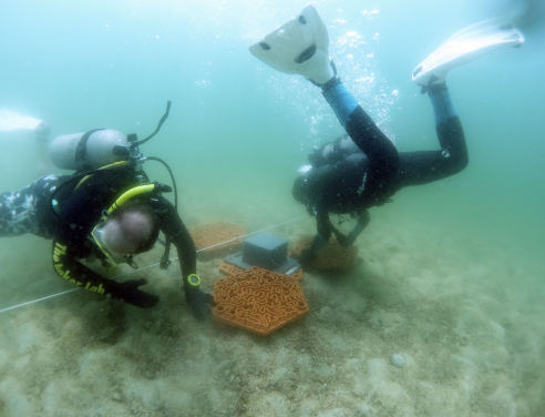 A structurally complex foundation for coral attachment with additional elements to aid the removal of sediments from the corals. (Photo Credit: AFCD)