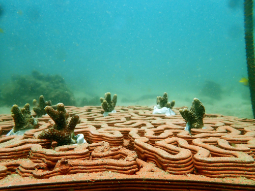 A structurally complex foundation for coral attachment with additional elements to aid the removal of sediments from the corals. (Photo Credit: Vriko Yu)
