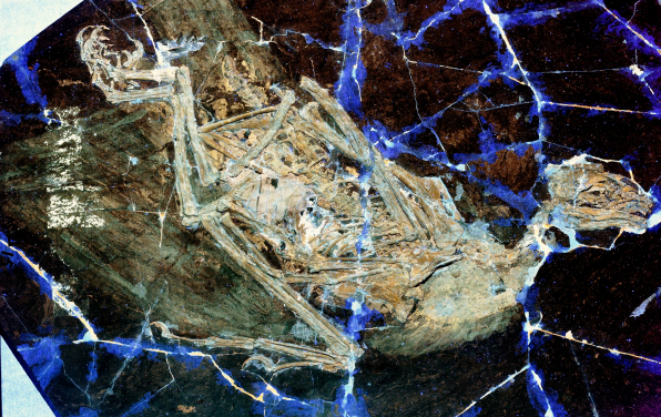 Figure 5. The early short-tailed fossil bird Sapeornis. Under Laser-Stimulated Fluorescence, the feathers and other soft tissues preserved around the fossil skeleton become clear. This new information is used to refine the reconstruction of its soaring abilities. This specimen STM 15-15 is ~30cm long. Image credit: Serrano et al. 2020.
