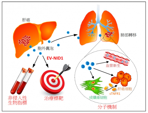 A research team at LKS Faculty of Medicine, The University of Hong Kong (HKUMed) discovered that the liver cancer cell-derived extracellular vesicles (EVs) promote tumour growth and metastasis to lungs. The novel findings of the tumour-derived extracellular vesicles provide insights into promising biomarker and new therapeutic approach for liver cancer.