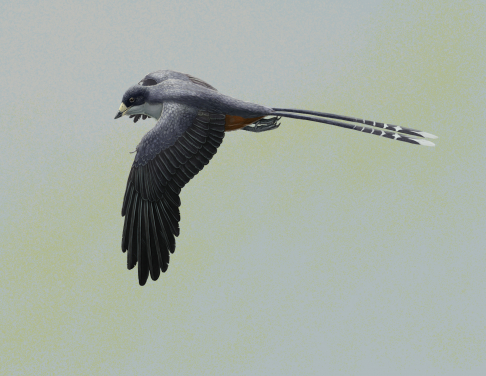 Figure 1. Life reconstruction of the fossil bird Confuciusornis, one of the first beaked birds. Confuciusornis was roughly the size of a crow. It is known from hundreds of beautifully-preserved fossils, found in Early Cretaceous rocks from northeastern China. Image credit: Gabriel Ugueto.