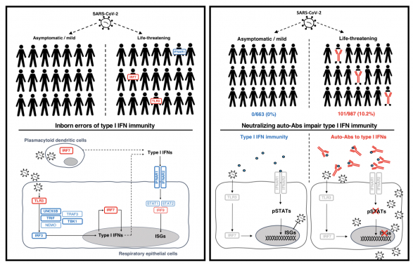 Researchers of the COVID Human Genetic Effort, including scientists from the Department of Paediatrics and Adolescent Medicine, HKUMed, have discovered inborn errors of immunity and auto-antibodies affecting type I interferon pathways in life-threatening COVID-19 patients of different ages. The findings help explain why some people develop a disease much more severe than others in their age group.