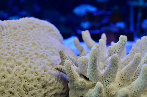 Coral skeletons highlighting the habitat complexity created by Acropora (on the right) compared to the less-complex massive corals that now dominate Hong Kong. (Photo credit: Jonathan Cybulski)