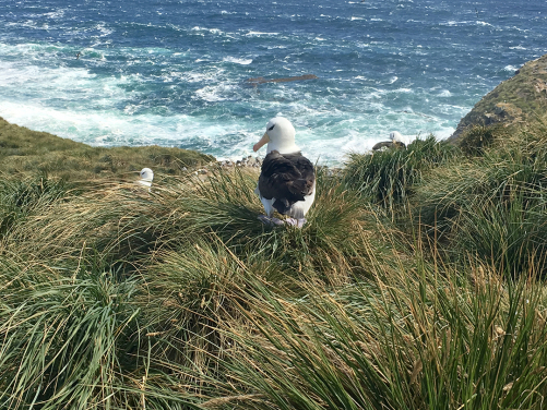 A rookery of black-browed albatross (Thalassarche melanophris) nest at a windy, exposed tussac grassland on West Point Island, Falkland Islands.
(Photo courtesy: Dulcinea GROFF)