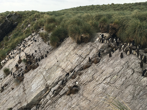 A rookery of Southern rockhopper penguins (Eudyptes chrysocome chrysocome) nest between a rocky slope and a tussac grassland and bring in nutrients from the ocean directly to the grasses at the Kidney Island National Nature Reserve, Falkland Islands. (Photo courtesy: Dulcinea GROFF)