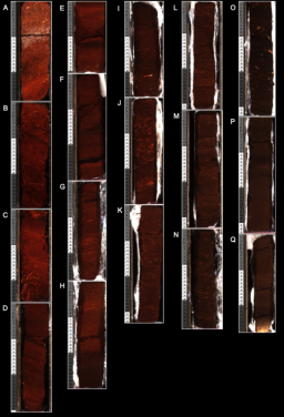 Composite images of peat core from Surf Bay, Falkland Islands. The 476 cm core was
collected and transported as 17 monoliths pictured in A-Q. (Photo courtesy: Dulcinea V. Groff)