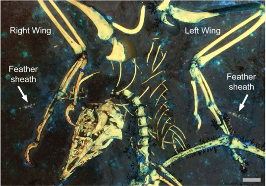Remnants of feather sheaths on the wings of the fossil bird Archaeopteryx, shows the earliest evidence of a complex moulting strategy. The white arrows indicate the feather sheaths. Scale bar is 1 cm.
Image credit: Kaye et al. 2020.