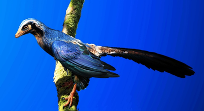 Life reconstruction of Archaeopteryx, the iconic early bird from the Solnhofen Limestones in southern Germany. Image credit: Julius T. Csotonyi.