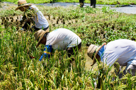 The revitalisation of Lai Chi Wo is a co-creation and collaborative process engaging different stakeholders. Through community collaboration, a sense of stewardship towards rural cultural landscape is re- established. (photo credit: Centre for Civil Society and Governance)
