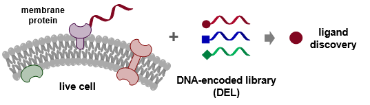 Graphic illustration of the work: DNA-programmed affinity labelling (DPAL) enables the direct screening of DNA-encoded chemical libraries (DELs) against membrane protein targets on live cells to create novel drug discovery opportunities.
