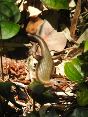 A basking Okada's five-lined skink (Plestiodon latiscutatus) on Hachijo-Kojima. (Image credit: Masami Hasegawa)