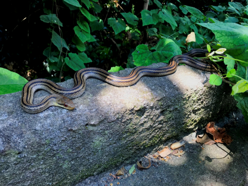 A Japanese four-lined rat snake
(Elaphe quadrivirgata) on Kozu Island. (Image credit: Félix Landry Yuan)