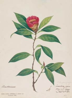 Highlighted Exhibits
Replica of watercolour painting about Hong Kong Camellia
By John Eyre
© The Board of Trustees of the Royal Botanic Gardens, Kew
John Eyre was a Lieutenant Colonel in the British Army stationed in Hong Kong. During his time here (1847 to 1851), he frequented the trails of Hong Kong Island, collecting seeds and making sketches of flowering plants on his journeys. His watercolour paintings came with memos that marked the time and location of bloom.
Among the new species discovered by Eyre, the most notable is Hong Kong Camellia. It is the only species with red flowers among Hong Kong's native camellias. After years of conservation, Hong Kong Camellia can now be found on the Peak, Pokfulam, and Mount Parker, though it is still considered an endangered species.