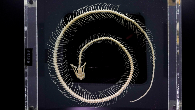 Highlighted Exhibits
Snake skeleton
Prepared by Bogadek
On loan from St. Louis School
Priest Anthony Bogadek came to Hong Kong in 1949 to teach at St. Louis School, later responsible for teaching biology. In 1975, Bogadek was introduced to reptiles by John Romer, a recognised herpetological expert, after attending his lecture at the University of Hong Kong
Bogadek played a key role in rediscovering the Romer’s Tree Frog (Liuxalus romeri) in 1984, an endemic species thought to have been extinct for 40 years. He also discovered another endemic species, Bogadek’s Burrowing Lizard (Dibamus bogadeki) in Hei Ling Chau in 1987. Now he is retired but his students inherit his spirit to continuously study and conserve nature.