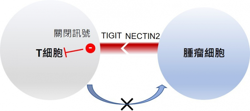 The research team identified an important TIGIT-NECTIN2 immune checkpoint axis in liver cancer, of which the molecular ligand - NECTIN2, on tumour cell surface is bound to one of the T cell receptors – TIGIT, and could induce a ‘off’ signal to suppress T cell activity. This indicates the possibility to restore immune attack on tumour cells by creating inhibitor that could target TIGIT-NECTIN2 immune checkpoint axis, as well as developing a more effective precision treatment for liver cancer.