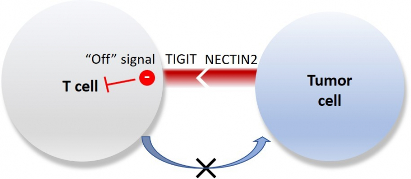 The research team identified an important TIGIT-NECTIN2 immune checkpoint axis in liver cancer, of which the molecular ligand - NECTIN2, on tumour cell surface is bound to one of the T cell receptors – TIGIT, and could induce a ‘off’ signal to suppress T cell activity. This indicates the possibility to restore immune attack on tumour cells by creating inhibitor that could target TIGIT-NECTIN2 immune checkpoint axis, as well as developing a more effective precision treatment for liver cancer.