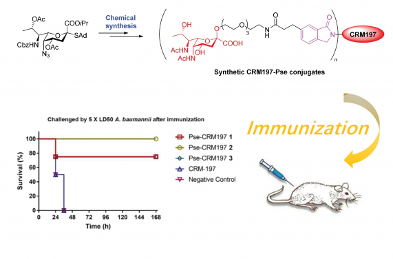 The novel chemical synthetic carbohydrate conjugate vaccine successfully defeats the infection of drug resistant Acinetobacter baumannii.