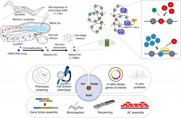 Upper panel: The process of foreign DNA microinjection and artificial chromosome formation in C. elegans in vivo. The cellular mechanism of de novo holocentromere formation on artificial chromosomes (current findings). Lower panel: The iterative process of designing, constructing, sequencing and analysing worm artificial chromosomes for phenotypic screening and other applications. (Image credit: Upper panel: Nucleic Acids Research, Lower panel: by Lin Zhongyang.)