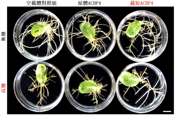 圖1:截短ACBP4變體在大豆毛狀根的超表達提高耐鹽性。
原體 (上列中)和截短(下列右)ACBP4在大豆毛狀根超表達時,相比對照組(下列左)分別減少和提高耐鹽性。在正常條件下,所有基因型生長無異(上列)。比例尺 = 1公分。
