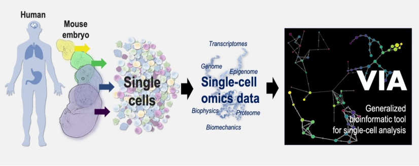 VIA is a generalised bioinformatic tool that helps the study on how the cells in human or animals change over time during normal development or diseases. VIA is widely adaptable to different important biological processes based on a wide range of data types including single-cell proteomic, transcriptomic, epigenomic, multi-omics and biophysical/ biomechanical datasets.