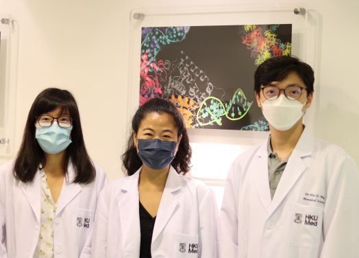 A research team from the LKS Faculty of Medicine, The University of Hong Kong (HKUMed) discovered more efficient CRISPR-Cas9 variants that could be useful for gene therapy applications. By establishing a new pipeline methodology that implements machine learning on high-throughput screening to accurately predict the activity of protein variants, the team expands the capacity to analyse up to 20 times more variants at once without the need for acquiring additional experimental data, which vastly accelerates the speed in protein engineering. The research team members include (from right): Dr Alan Wong Siu-lun, Assistant Professor; Ms Dawn Thean Gek-lian, Research Assistant and Dr Athena Chu Hoi-yee, Postdoctoral Fellow, School of Biomedical Sciences, HKUMed.