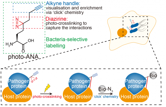 The figure shows the profiling of host-pathogen interactions. Photo-ANA is an unnatural amino acid containing an alkyne group and a diazirine group. After labelling bacterial during infection, photo-ANA enable the capture and purify of the targeted host proteins to unravel infection mechanisms. Image modified from original illustration of Li et al, 2023 Nature Chemical Biology (doi: 10.1038/s41589-022-01245-7).