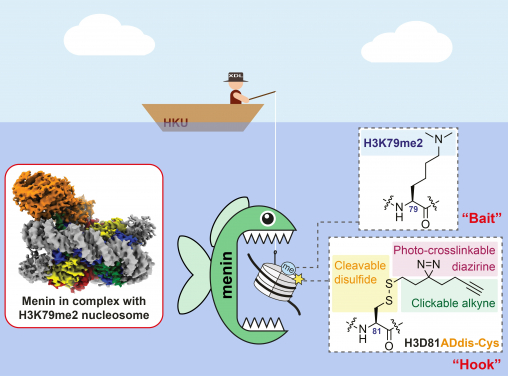Figure 2. The research team chemically synthesises an intact nucleosome with an upgraded tri-functional “hook” and H3K79me2 as the “bait”. Using this new technology, the team successfully identified a protein called menin as the “reader” of H3K79me2. (Image credit: Xiang David Li Group – The Laboratory of Chemical Epigenetics)
