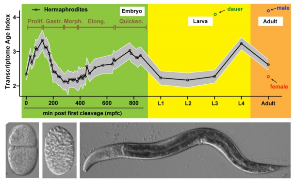 Figure 1. The dynamics of transcriptome age during development. The top panel shows the changes of transcriptome age index (Transcriptome Age Index) during embryonic and larval development of C. elegans. High TAI indicates younger transcriptome and low TAI indicates older transcriptome. The lowest TAI period occurs in the mid-embryogenesis. The lower panel shows C. elegans embryos at 2-cell and gastrulation stages and adults. Image Credit: Dr Fuqiang Ma and Dr Chaogu Zheng