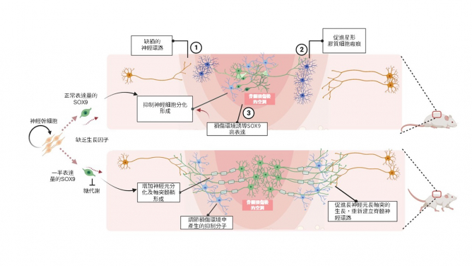 Spinal cord injury (SCI) causes nerve damage and the injury environment favours SOX9 expression; grafting of hNSCs with a half dose of SOX9 acquires unique intrinsic capacity resulting in enhanced neurogenesis, long axonal growth, and establishing neuronal connectivity with the host that restores walking capacity and temperature sensation of the SCI animals.
