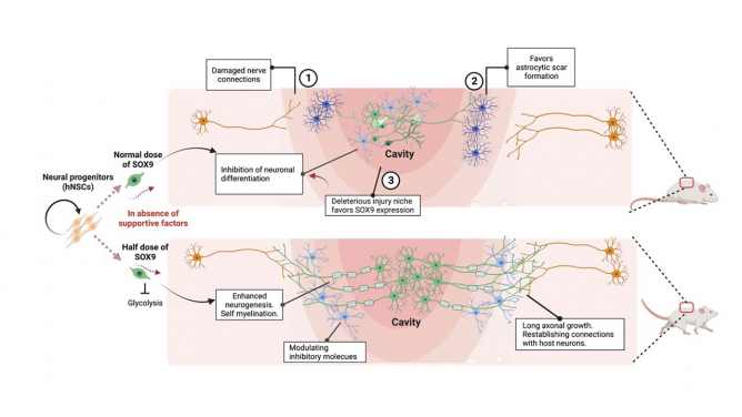 Spinal cord injury (SCI) causes nerve damage and the injury environment favours SOX9 expression; grafting of hNSCs with a half dose of SOX9 acquires unique intrinsic capacity resulting in enhanced neurogenesis, long axonal growth, and establishing neuronal connectivity with the host that restores walking capacity and temperature sensation of the SCI animals.