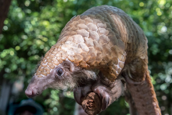 Image 1. A photo of a white-bellied pangolin (Phataginus tricuspsis) (Credit: Frank Kohn, US Fish & Wildlife Service)