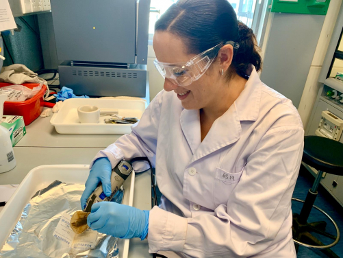 Image 2. Tracey-Leigh Prigge drilling powder from pangolin scales to be used for DNA extractions and/or Stable Isotope Analysis (SIA). (Credit: Tracey-Leigh Prigge)