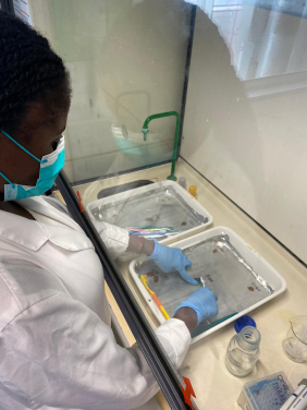 Image 3. Taneisha Barrett removing remnant tissue from a pangolin scale for DNA extraction (Credit: Tracey-Leigh Prigge)