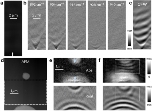 Figure 3. Hyperbolic phonon polariton and elliptical phonon polariton propagation on α-MoO3 film. (a) AFM of an antenna placed on the α-MoO3 film. (b) Real frequency measurements of hyperbolic polariton in different real frequencies. (c) Complex frequency measurement provides an ultra-long distance propagation behavior. (d) AFM of two different spaced gold antennas. (e) The amplitude and real part of the measurements at real frequency f=990cm-1. (f) The amplitude and real part of measurements at complex frequency f=(990-2i)cm-1.
(Figures adapted from Nature Materials, 2024, doi.org/10.1038/s41563-023-01787-8)