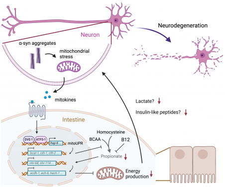 Figure 1. Interorgan communication between neurons and intestine in C. elegans PD model. Mitochondrial stress in neurons caused by a-syn aggregation induces the secretion of signalling molecules (mitokines) that activate mitochondrial unfolded protein response (mitoUPR) and inhibit propionate production in the intestine. Reduced abundance of propionate downregulates metabolic genes, leading to deficits in energy production. Intestinal energy failure exacerbates neurodegeneration by reducing the release of lactate and insulin-like peptides. Image adapted from respective journal paper.