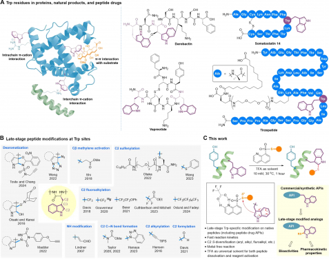 Figure 1. (a) Tryptophan residues in peptide drugs; (b) Late-stage tryptophan-selective S-diversification of native peptides developed in this research project. Image adapted from ‘Clickable tryptophan modification for late-stage diversification of native peptides', Science Advances 2024. DOI: 10.1126/sciadv.adp995.