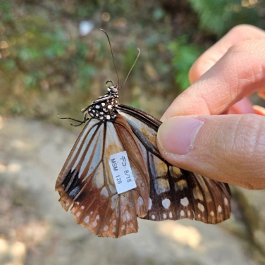 Figure 2: The Chestnut Tiger (Parantica sita) captured in Repulse Bay on Dec 21 2024 was tagged in Japan on Aug 18 2024. Photo courtesy: Yuet Fung Ling.