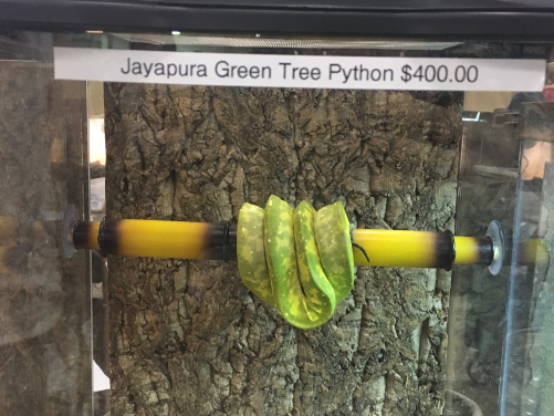 Image 1: A striking Jayapura green tree python, likely wild-caught, highlighting the beauty and vulnerability of species in the wildlife trade. Photo Courtesy of Julie Lockwood.