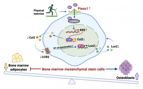 When activated by physical activity, Piezo1 protein can reduce fat accumulation in the bone marrow and promote the formation of new bone.
 