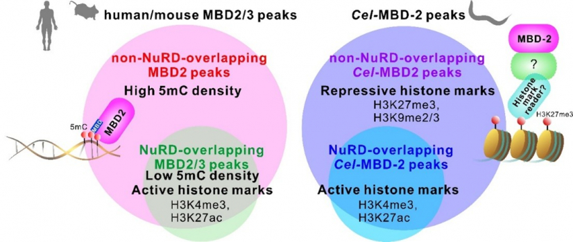 Figure 1. Dual binding patterns of MBD proteins in mammals and in C. elegans.

In mammals (left), previous studies show that most MBD3 binding sites overlap with MBD2 and the Nucleosome Remodeling and Deacetylase (NuRD) complex, while MBD2 also independently occupies additional regions enriched with DNA methylation (5-methylcytosine, 5mC).

In Caenorhabditis elegans (C. elegans) (right), which lacks DNA methylation, MBD-2 (Cel-MBD-2) displays a dual binding pattern as in mammalian MBD2, despite lacking a methyl-binding domain. The majority of Cel-MBD-2 binds to genomic regions enriched with repressive histone modifications, such as H3K27me3 and H3K9me2/3, independently of NuRD. This model illustrates how MBD-2 can be guided by different epigenetic signals when DNA methylation is absent. Image credit: Tsui, et al., 2026. Nature Communications. 