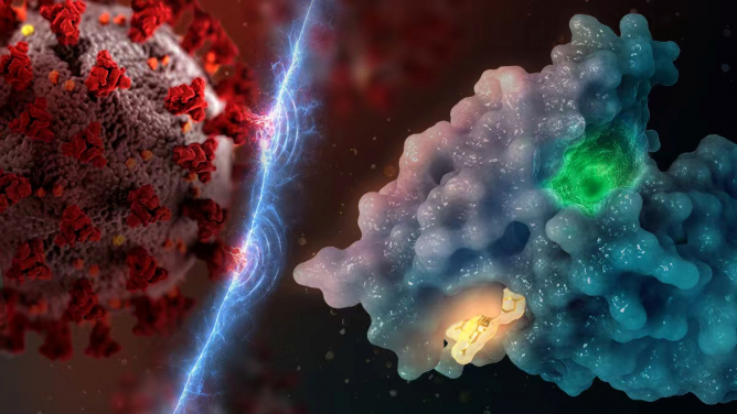 The small-molecule antiviral MB-32 (the yellow molecule in the image) attaches to a specific part of the ACE2 protein on cells, helping block different coronaviruses and their variants from entering and infecting the cells.